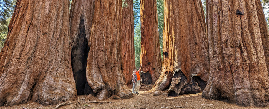 Nationalpark Sequoia